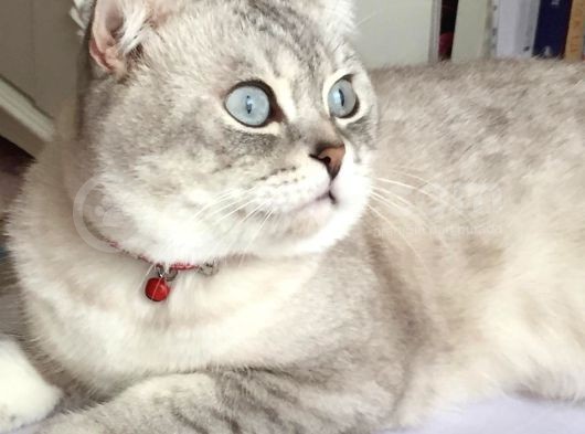 Yakışıklı Oğlumuz Leo'Yu Sahiplendiriyoruz görsel