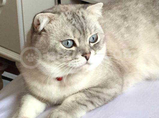 Yakışıklı Oğlumuz Leo'Yu Sahiplendiriyoruz görsel