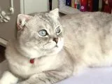 Yakışıklı Oğlumuz Leo'yu Sahiplendiriyoruz