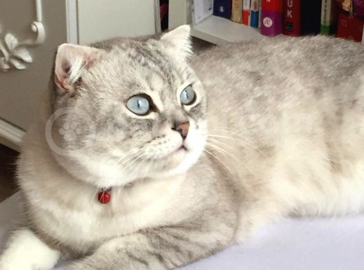 Yakışıklı Oğlumuz Leo'Yu Sahiplendiriyoruz görsel