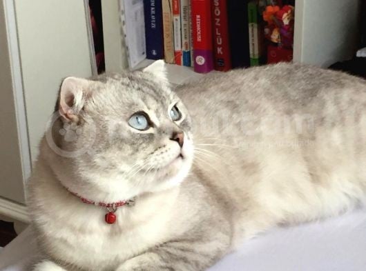 Yakışıklı Oğlumuz Leo'Yu Sahiplendiriyoruz görsel