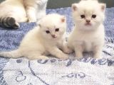 Yakışıklı Oğlumuz Leo'Yu Sahiplendiriyoruz