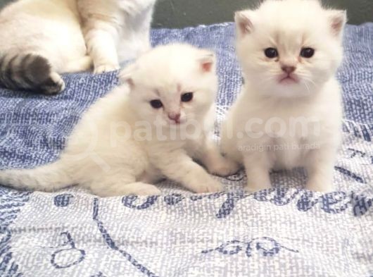 Yakışıklı Oğlumuz Leo'Yu Sahiplendiriyoruz görsel