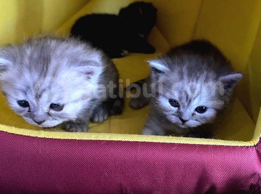 Çirkin Ördek Yavruları  British Ve Scottish görsel