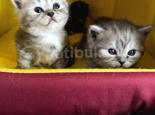 Çirkin Ördek Yavruları  British Ve Scottish görsel