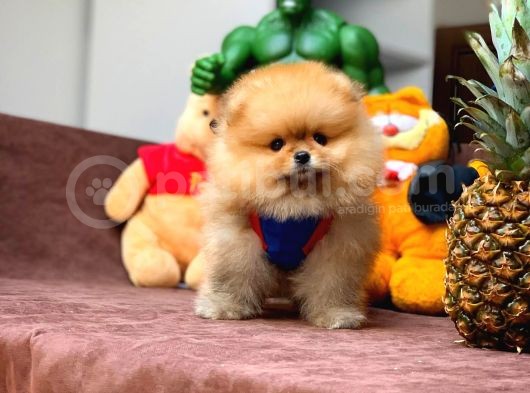 Tüy Dökülmesi Az Olan Pomeranian Yavrularımız görsel
