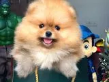 Tüy Dökülmesi Az Olan Pomeranian Yavrularımız