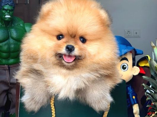 Tüy Dökülmesi Az Olan Pomeranian Yavrularımız görsel