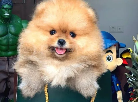 Tüy Dökülmesi Az Olan Pomeranian Yavrularımız