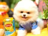 Show Class Secereli Pomeranian Yavrularımız