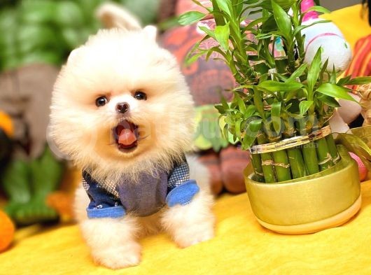 Show Class Secereli Pomeranian Yavrularımız görsel