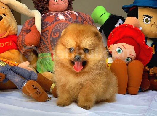 En İyi Kalite T-Cup Pomeranian Yavrularımız görsel