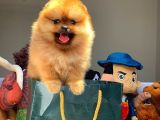 En İyi Kalite T-Cup Pomeranian Yavrularımız