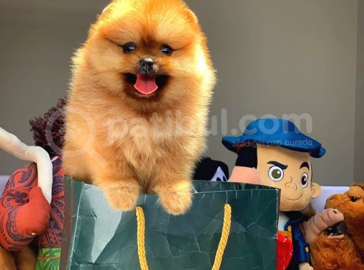 En İyi Kalite T-Cup Pomeranian Yavrularımız görsel