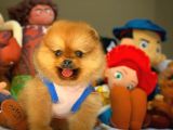 En İyi Kalite T-Cup Pomeranian Yavrularımız