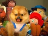 En İyi Kalite T-cup Pomeranian Yavrularımız