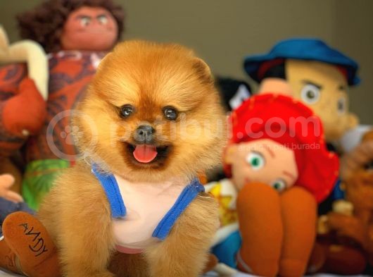 En İyi Kalite T-Cup Pomeranian Yavrularımız görsel