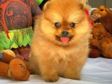 En İyi Kalite T-Cup Pomeranian Yavrularımız