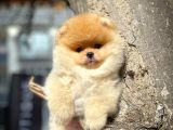 Tüy Dökülmesi Az Olan Pomeranian Yavrularımız