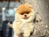 Tüy Dökülmesi Az Olan Pomeranian Yavrularımız