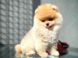 Tüy Dökülmesi Az Olan Pomeranian Yavrularımız