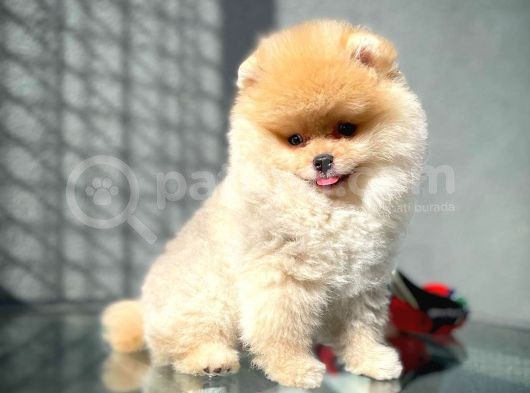 Tüy Dökülmesi Az Olan Pomeranian Yavrularımız görsel