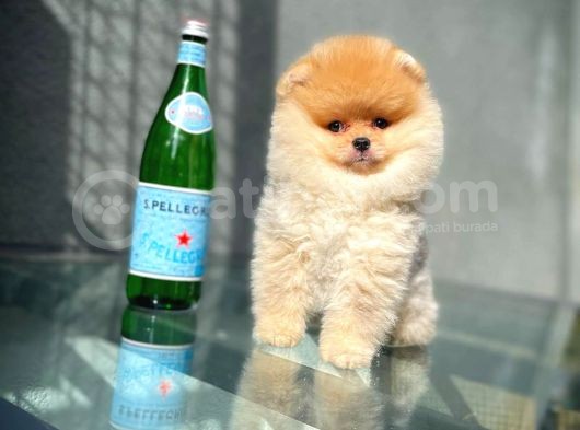 Tüy Dökülmesi Az Olan Pomeranian Yavrularımız görsel