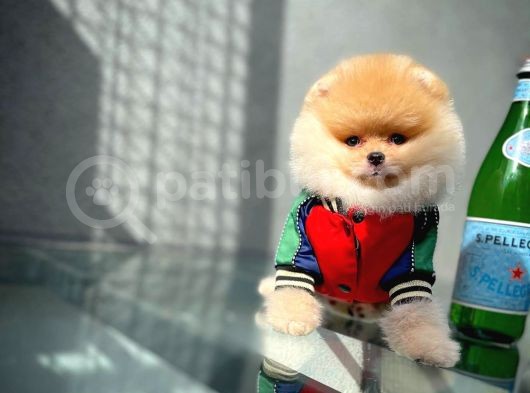 Tüy Dökülmesi Az Olan Pomeranian Yavrularımız görsel