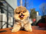 En İyi Kalite T-Cup Pomeranian Yavrularımız