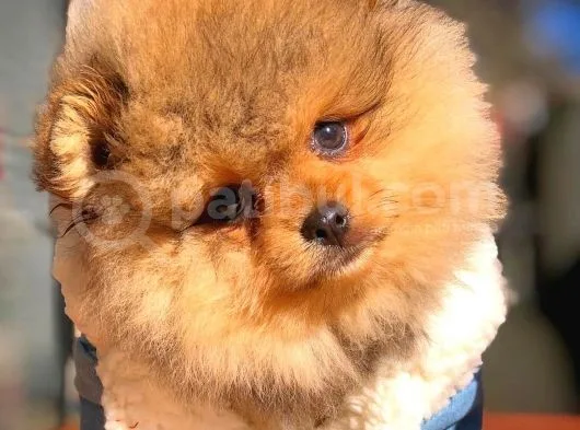 En İyi Kalite T-Cup Pomeranian Yavrularımız