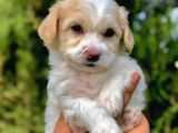 Parlak Tüylü Maltipoo Yavrumuz