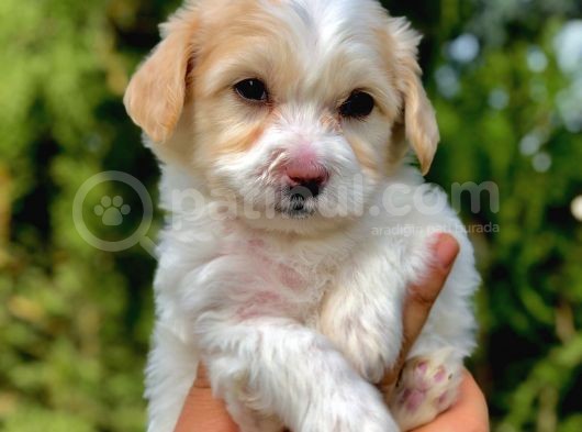 Parlak Tüylü Maltipoo Yavrumuz görsel