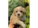 Mocha Renkli Maltipoo Yavrumuz