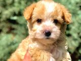 F2 Maltipoo Yavrumuz