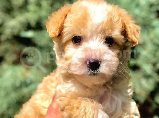 F2 Maltipoo Yavrumuz görsel