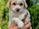 Parlak Tüylü Maltipoo Yavrumuz