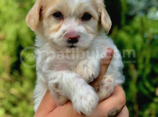 Parlak Tüylü Maltipoo Yavrumuz görsel