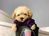 Safkan Irk Garantili Poodle Yavrularımız