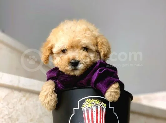 Safkan Irk Garantili Poodle Yavrularımız
