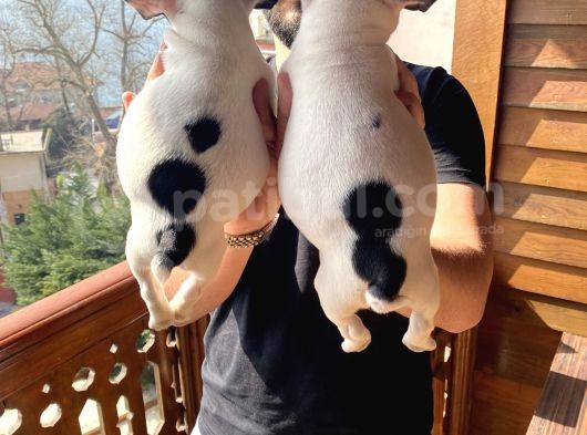 Ev Üreti̇mi̇ Kısa Bacak French Bulldog Yavrularımız görsel