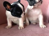 Ev Üreti̇mi̇ Kısa Bacak French Bulldog Yavrularımız