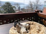 Ev Üreti̇mi̇ Kısa Bacak French Bulldog Yavrularımız
