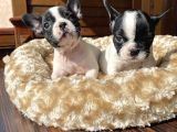 Ev Üreti̇mi̇ Kısa Bacak French Bulldog Yavrularımız