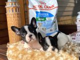 Ev Üreti̇mi̇ Kısa Bacak French Bulldog Yavrularımız