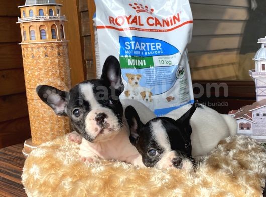 Ev Üreti̇mi̇ Kısa Bacak French Bulldog Yavrularımız görsel