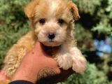 F2 Maltipoo Yavrumuz