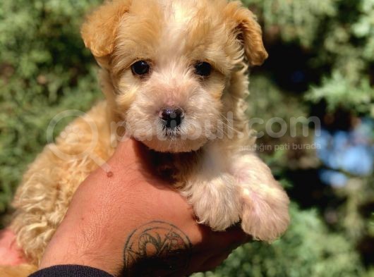 F2 Maltipoo Yavrumuz görsel