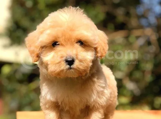 2 Aylık Erkek F1 Malti̇poo