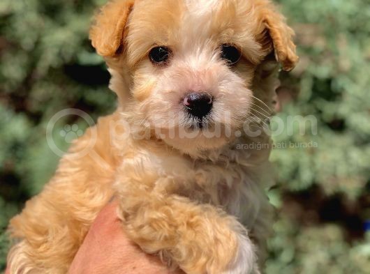 F2 Maltipoo Yavrumuz görsel