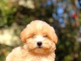 2 Aylık Erkek F1 Malti̇poo